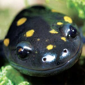 Salamander Species of North America Image